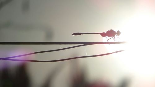 Close-up of silhouette insect against sky