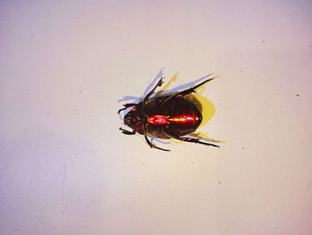 High angle view of fly on wall