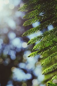 Close-up of fresh green plant against sky