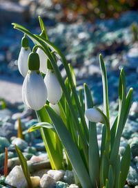 Close-up of white flowering plant