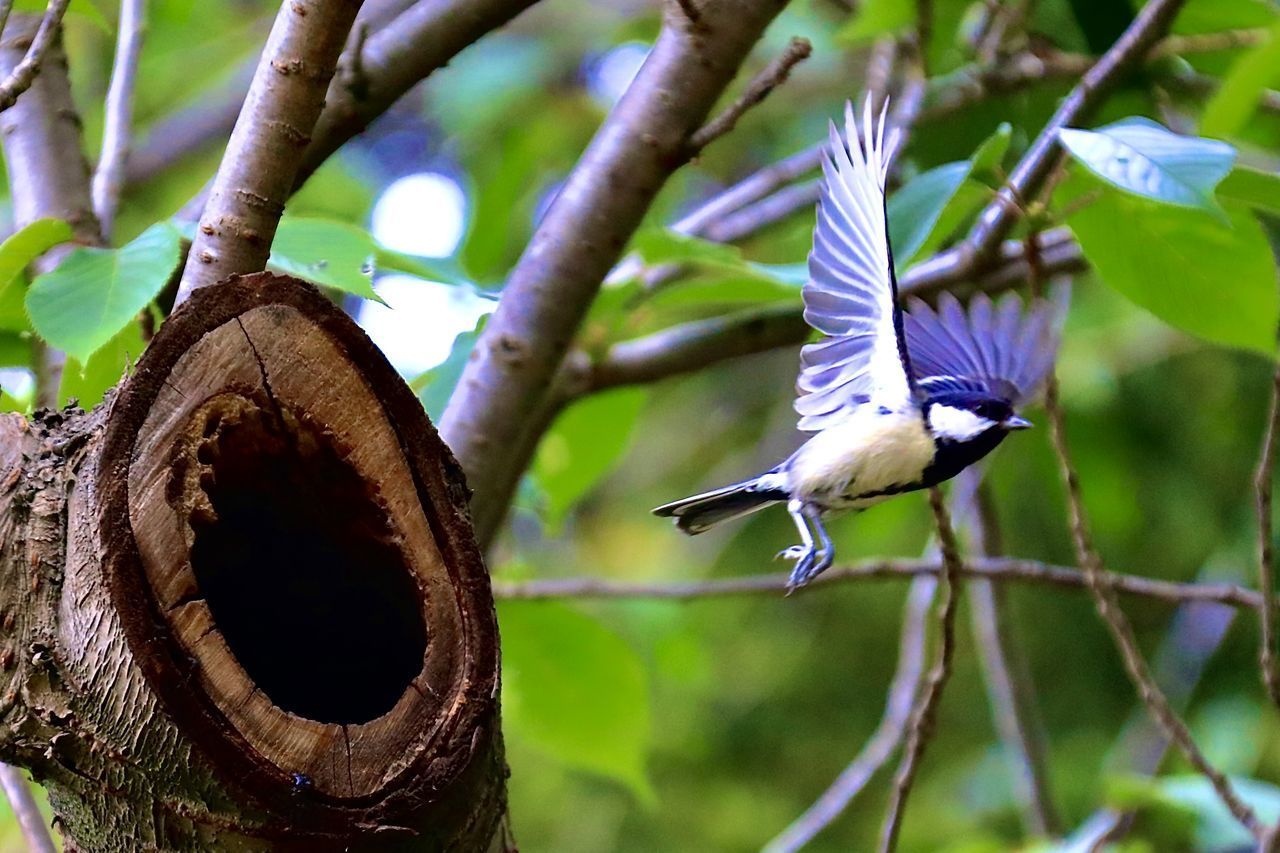 CLOSE-UP OF A BIRD FLYING OVER PLANTS