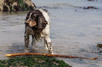 Dog standing in water