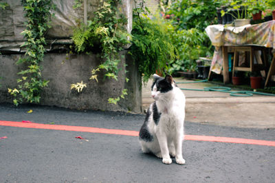 Cat looking away while sitting on road in city