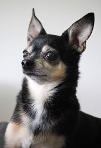 Close-up of a dog looking away