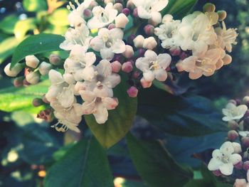 Close-up of white flowers