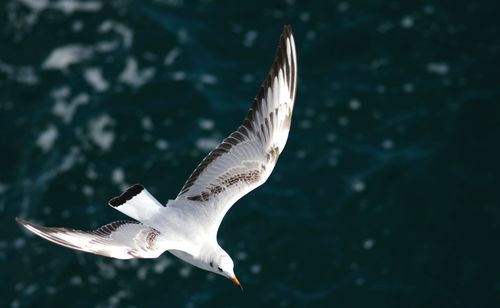 Bird flying in sky