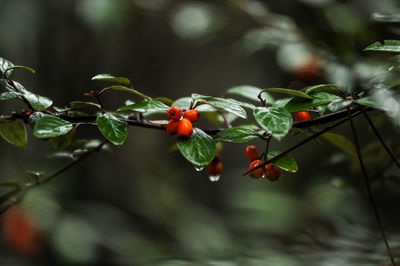 Close-up of berries growing on tree