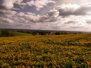 Scenic view of agricultural field against sky