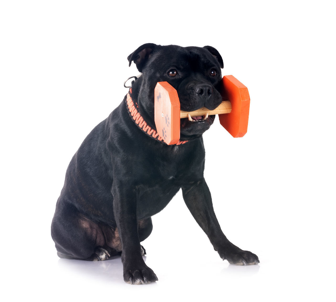 animal themes, animal, dog, canine, one animal, pet, domestic animals, mammal, black, cut out, white background, studio shot, portrait, cute, no people, facial expression, indoors, looking, sitting, purebred dog, full length, animal body part, young animal