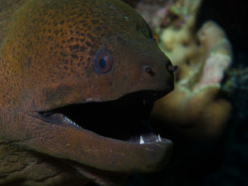 Close-up of fish swimming in sea