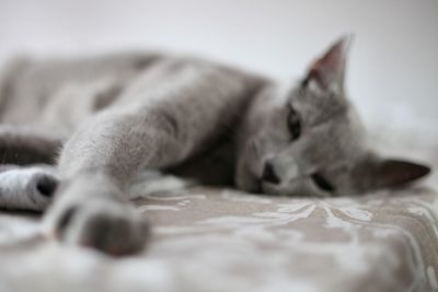 Close-up of a cat sleeping