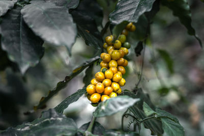 Close-up of fruits on plant