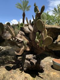 Cactus growing on field against sky