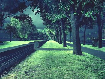 Trees on landscape