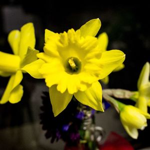 Close-up of yellow flower