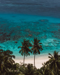 Palm trees on beach