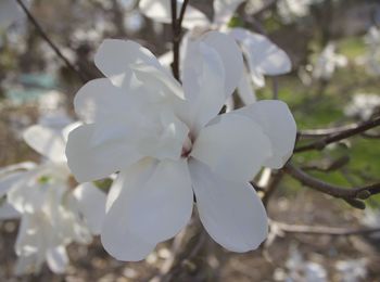 Close-up of white flowers