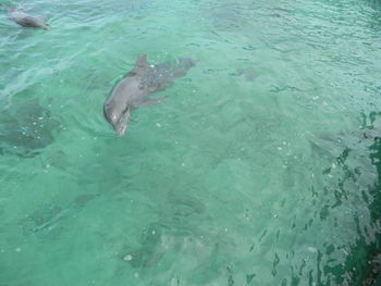 High angle view of fish swimming in sea