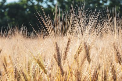 Golden wheat shafts in field