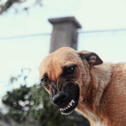 Close-up portrait of a dog