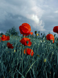 Close-up of red poppy flowers growing on field against sky
