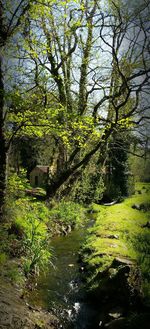 Trees in park