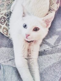 Portrait of a cat