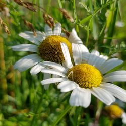 Close-up of white flowering plant