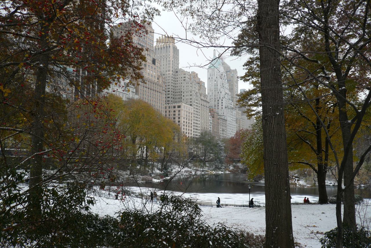 TREES GROWING IN PARK DURING WINTER