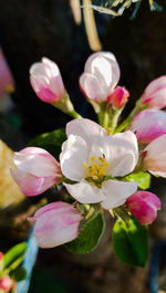 Close-up of pink cherry blossom