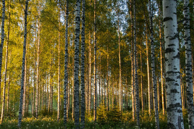 Trees in forest