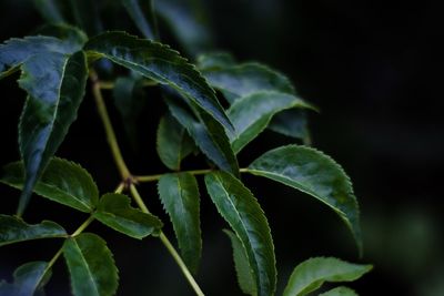 Close-up of green leaves