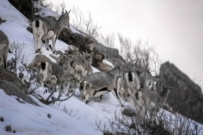 View of deer on snow covered land