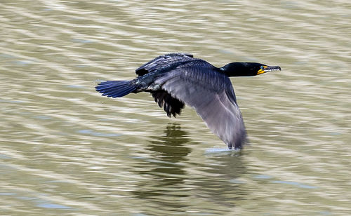 Bird flying over lake