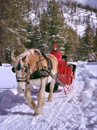 View of people riding horse on snow covered land