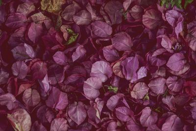 Full frame shot of purple roses