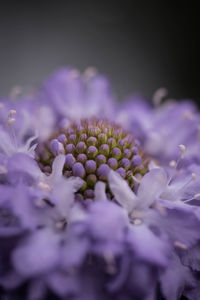 Close-up of fresh purple flowers