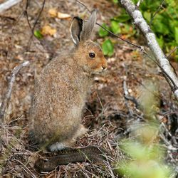 Squirrel on tree trunk in forest