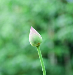 Close-up of lotus water lily