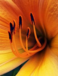 Close-up of day lily