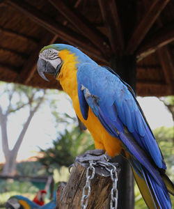 Close-up of blue parrot perching on wood