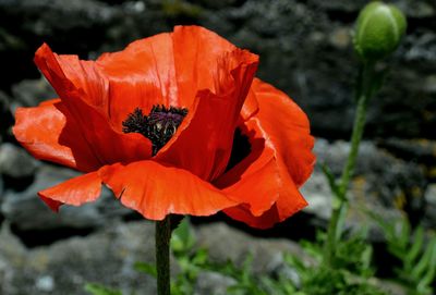 Close-up of orange poppy flower