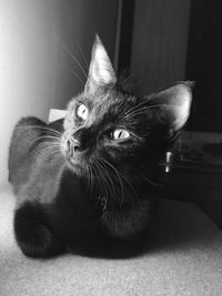 Close-up portrait of a cat looking away