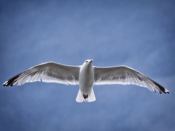 Low angle view of seagull flying against sky