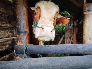 Portrait of cow in stable