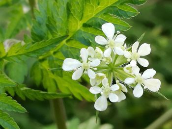 Close-up of white flowers