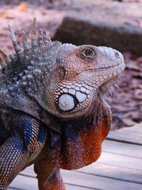 Close-up of iguana