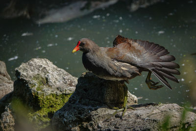 Close-up of bird perching on rock