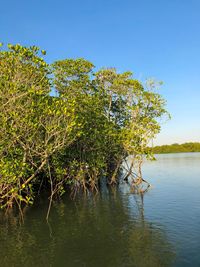 Tree by lake against clear sky