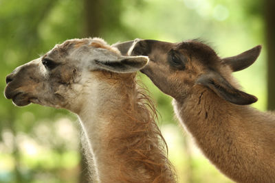 Close-up of two horses